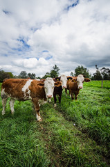 Vacas, ganado Ganaderia en las cercanías de Bogotá Colombia y en el departamento de Cundinamarca