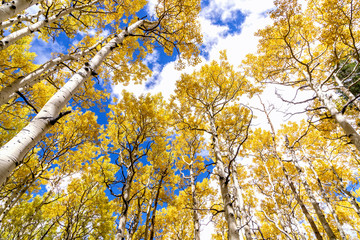 Aspen Grove Canopy in Golden Fall Splendor