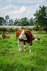 Obraz na płótnie Canvas Vacas, ganado Ganaderia en las cercanías de Bogotá Colombia y en el departamento de Cundinamarca