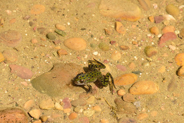 Leopard Frog in Water on Cobblestone