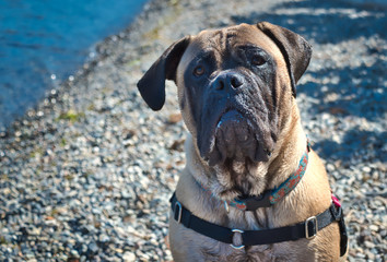 2019-07-30 BULLMASTIFF AT A LAKE STARING OUT