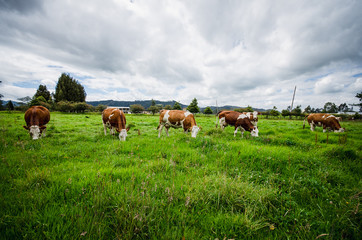 Vacas, ganado Ganaderia en las cercanías de Bogotá Colombia y en el departamento de Cundinamarca