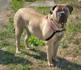 2019-09-23 BULLMASTIFF STARING OUT ISOLATED