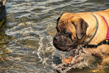 Obraz premium 2019-08-02 DARBY SWIMMING IN LAKE WASHINGTON