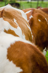 Vacas, ganado Ganaderia en las cercanías de Bogotá Colombia y en el departamento de Cundinamarca