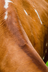 Vacas, ganado Ganaderia en las cercanías de Bogotá Colombia y en el departamento de Cundinamarca