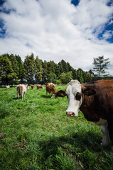 Fototapeta premium Vacas, ganado Ganaderia en las cercanías de Bogotá Colombia y en el departamento de Cundinamarca