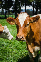 Vacas, ganado Ganaderia en las cercanías de Bogotá Colombia y en el departamento de Cundinamarca