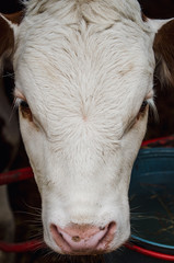 Vacas, ganado Ganaderia en las cercanías de Bogotá Colombia y en el departamento de Cundinamarca