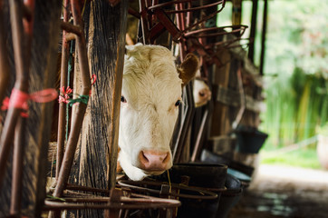 Vacas, ganado Ganaderia en las cercanías de Bogotá Colombia y en el departamento de Cundinamarca