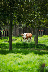 Vacas, ganado Ganaderia en las cercanías de Bogotá Colombia y en el departamento de Cundinamarca