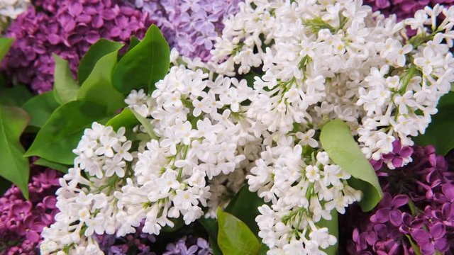 Lilac flowers bunch background. Easter spring concept