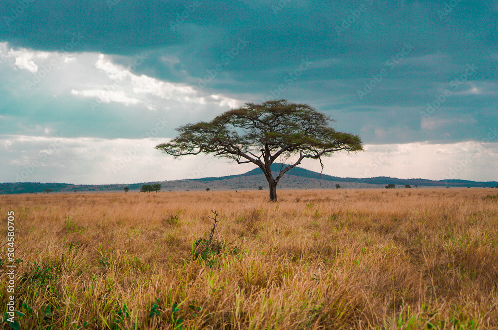 Wall mural golden meadows in the savanna fields, bright sky.trees in the middle of the field.with 1 tree in the