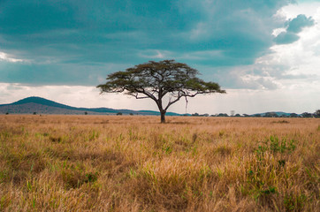 Golden meadows in the savanna fields, bright sky.trees in the middle of the field.With 1 tree in the meadow