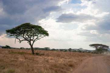 Fototapeta premium Złote łąki na polach sawanny, jasne niebo. Drzewa na środku pola. 1 drzewo na łące