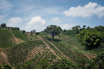 Fototapeta na wymiar Cultivos de Café y productos agricolas camino a Manizales desde el municipio de Chinchiná Caldas en Colombia