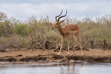 Impala Male at a Water Hole as seen from Ground Level