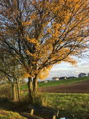 Field and tree in autumn