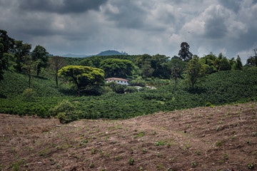 Cultivos de Café y productos agricolas camino a Manizales desde el municipio de Chinchiná Caldas...