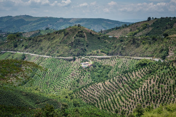 Cultivos de Café y productos agricolas camino a Manizales desde el municipio de Chinchiná Caldas en Colombia