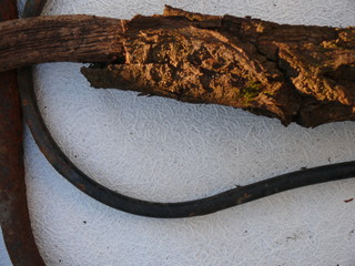 dry vine with a textured bark framed by curved metal tubes.
