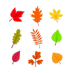 Fototapeta premium Autumn Fall Leaves Illustration Vector