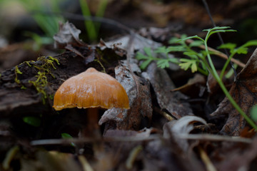Small Brown Spore, Close-Up