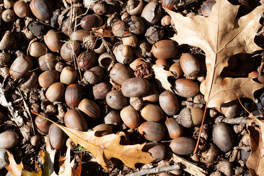 Acorn Pile With Fallen Leaves On A Nature Trail