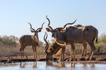 Naklejka na ściany i meble Trio of Male Kudu Bulls Drinking at the Waterhole as seen from Ground Level