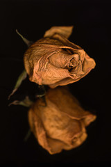 Dried yellow rose with reflection