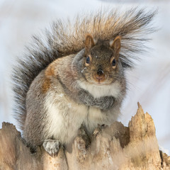 Close up of eastern grey squirrel with tail over its back
