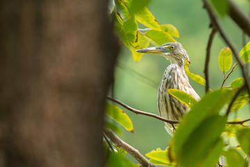 Pond-Heron (Ardeola) perching on a branch in the park. Copy space wallpaper.