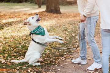 Dog labrador execute commands in the park.