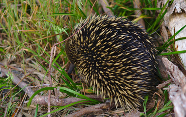 Echidna anteater sleeping near tree branch