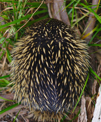 Echidna anteater sleeping near tree branch
