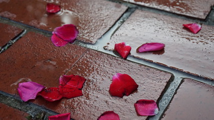 rose leaves on wet brick floor
