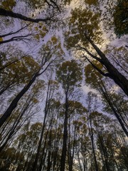 Obraz premium Autumn forest canopy after sunset 