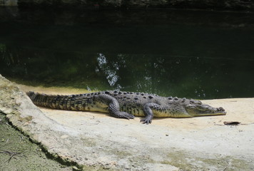 Crocodile