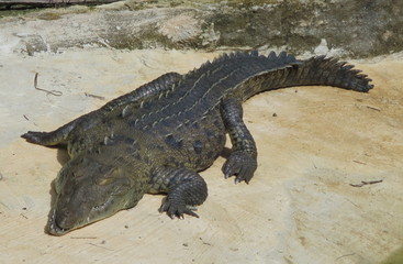 Crocodile