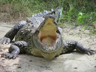 Obraz premium Crocodile