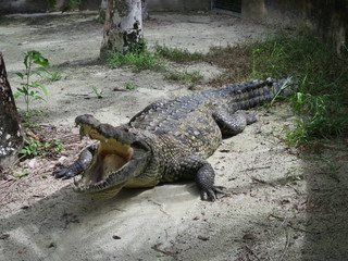 Crocodile