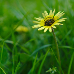 Little yellow flower with green grass blurred at background