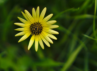 Yellow flower with green background blurred