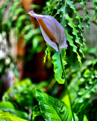 planeta vegetal © Belasvb