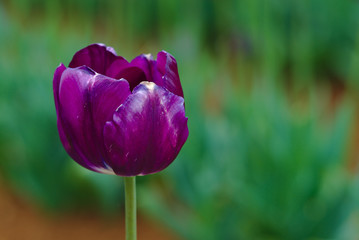 Purple tulip flower with flowers blurred in background