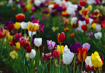 Colorful tulip flowers with natural background blurred