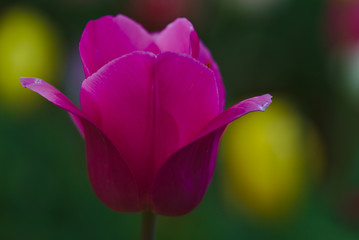 Purple tulip flower with natural background blurred