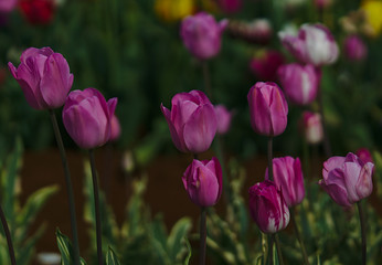 Obraz premium Pink tulip flowers with natural background blurred