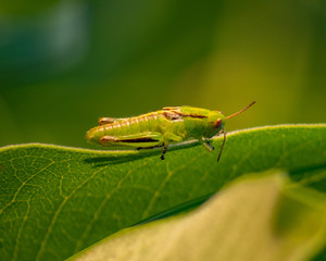 Vibrant - grasshopper on a leave