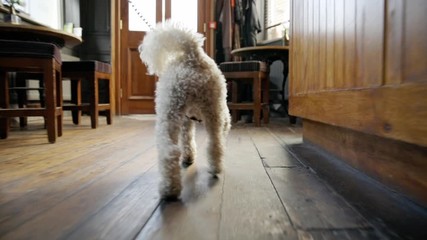 Dog walking out of a Pub from the dog's perspective. Camera moving low and wide angle.